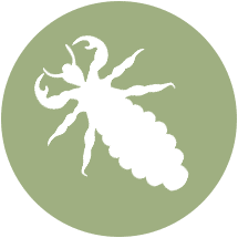 Termites